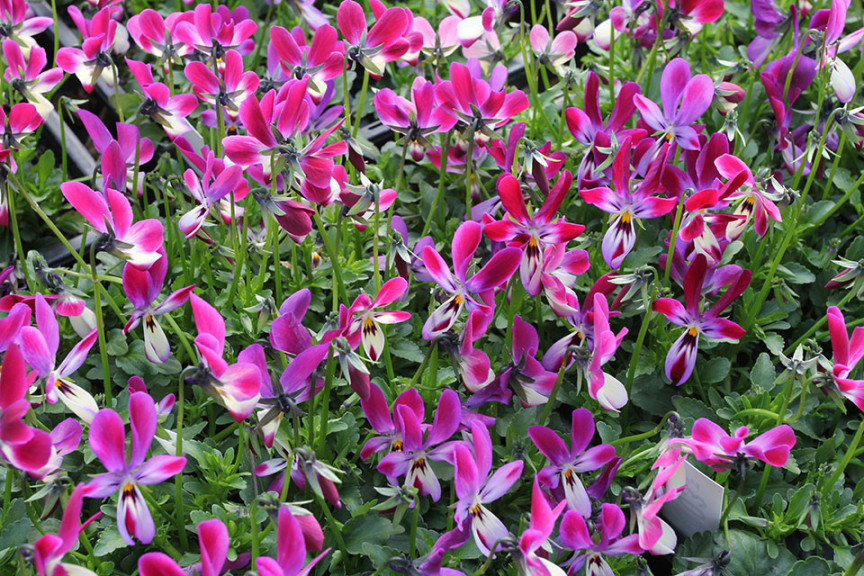 Viola hybrid ‘Bunny Ears’ (Thompson-Morgan at Speedling, San Juan Bautista)