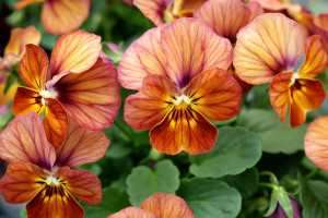 Viola F1 'Corina Terracotta' (Hem Genetics, at Speedling, San Juan Bautista, CA)