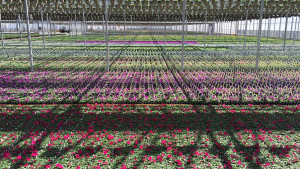 Young’s Plant Farm Obtains MPS-A Qualification