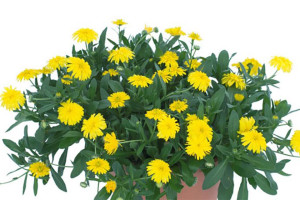 Calendula Power Daisy (Kientzler at Windmill Nursery, Buellton, CA)