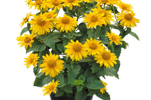 Heliopsis  ‘Sole D’Oro’ (Kientzler at Windmill Nursery, Buellton, CA)