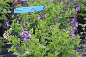 Salvia x microphylla collection (Cultivaris at Pacific Plug & Liner, Watsonville, CA)