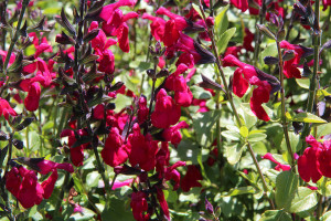 Salvia microphylla ‘Killer Cranberry’ (Southern Living Plant Collection at Pacific Plug & Liner, Watsonville, CA)