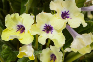 Streptocarpus ‘Ladyslippers Yellow Blue Eye’ (Green Fuse Botanicals, Santa Paula, CA)