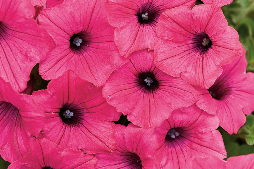 Petunia ‘Supertunia Vista Fuchsia Improved’ (Proven Winners, Kirigin Cellars Winery, Gilroy, CA)