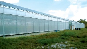 Learn the Basics of Biofilm in the Greenhouse