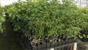 Unclog Drip Emitters In Your Greenhouse