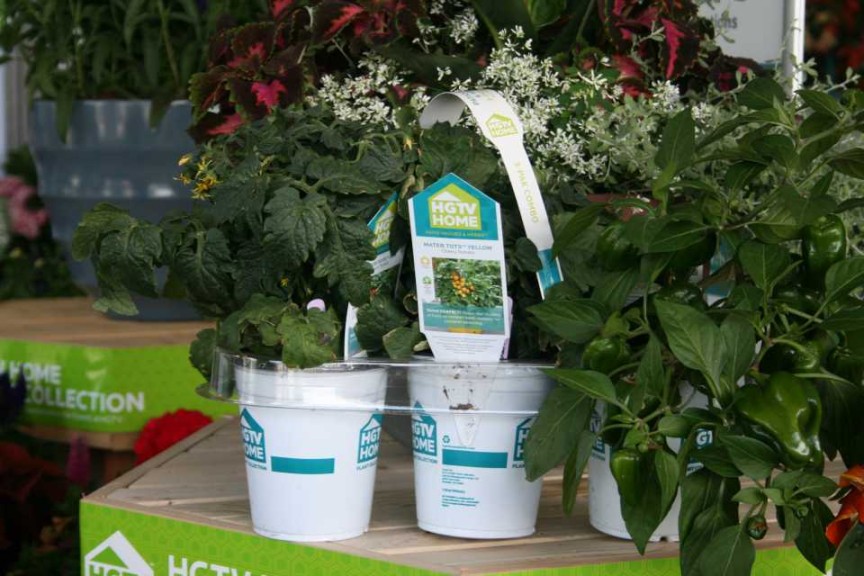 3 Pack of Quart Size Vegetables At HGTV