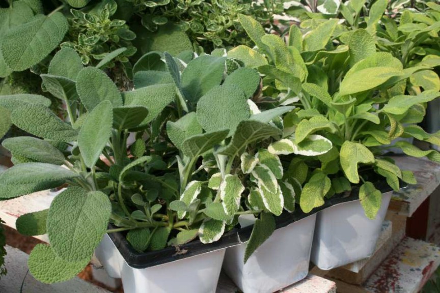 3 Pack Of Quart-Size Herbs At Dümmen