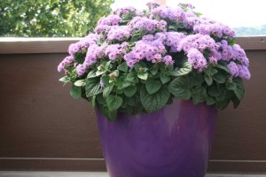 Danziger 2016 New Variety Introductions