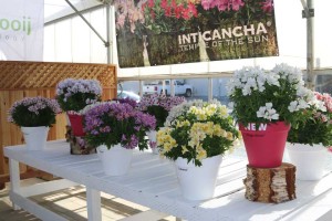 Alstroemeria 'Magic White' (American Takii)