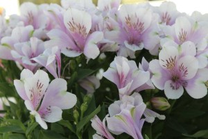 Alstroemeria 'Moonlight' (American Takii)