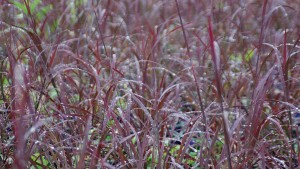 Andropogon gerardii ‘Blackhawks’ (Intrinsic Perennial Gardens)