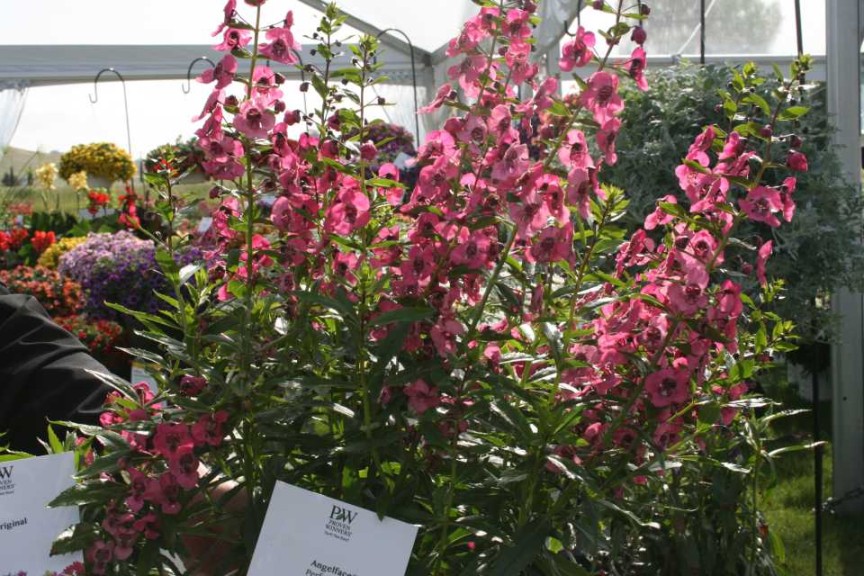 Angelonia AngelFace Perfectly Pink (Proven Winners)