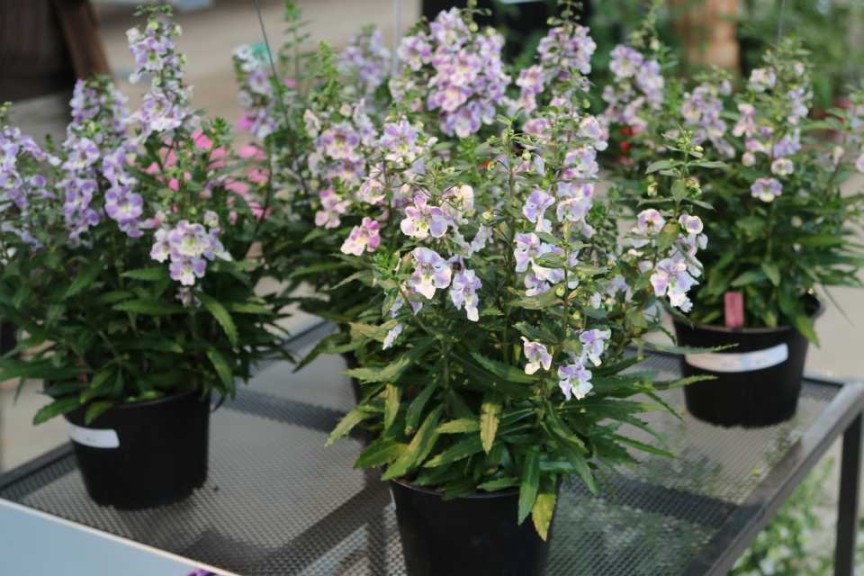 Angelonia Angelos Bicolor