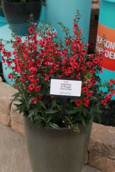 Angelonia 'Archangel Red' (Ball FloraPlant)