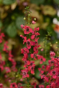 Angelonia ‘Archangel Cherry Red’ (Ball FloraPlant)