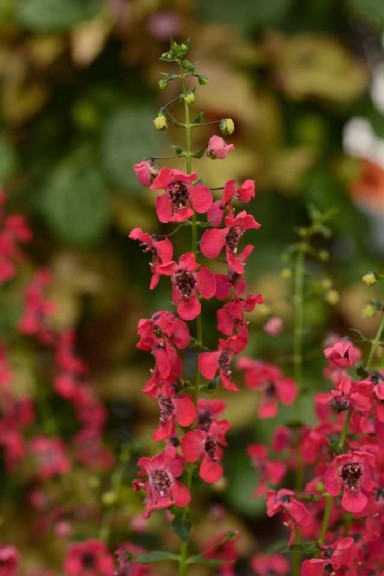 Angelonia ‘Archangel Cherry Red’ (Ball FloraPlant)