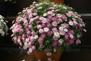 Danziger 2016 New Variety Introductions