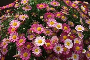 Danziger 2016 New Variety Introductions