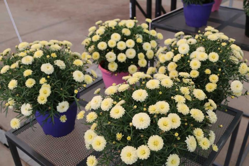 Argyranthemum Day-zee Double Vanila