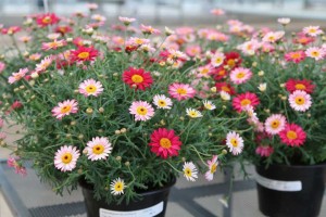 Argyranthemum Day-zee Red