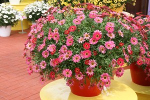 Argyranthemum 'Grandessa Red' (Darwin Perennials)