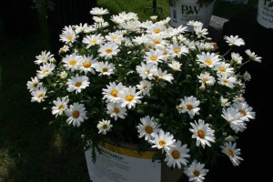 Argyranthemum White Butterfly (Proven Winners)