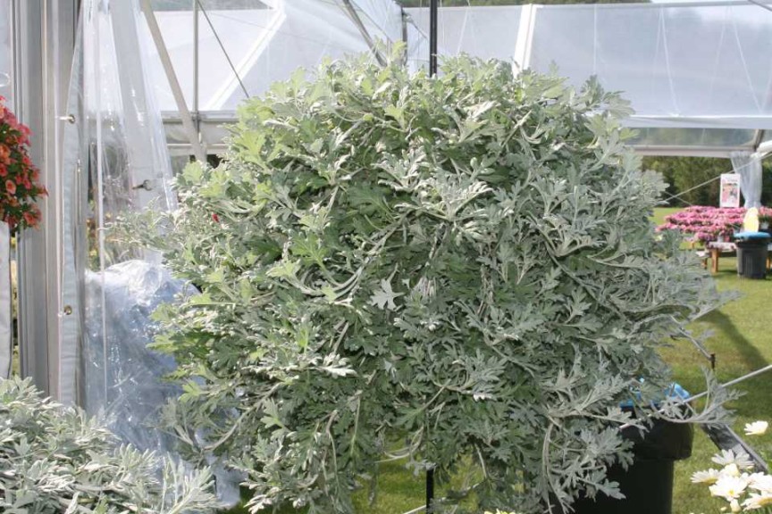 Artemesia (Proven Winners)