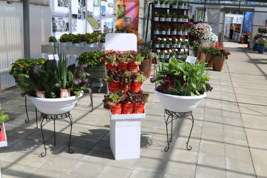 Asian Vegetable Display