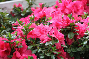 Rhododendron ‘Bloom-A-Thon Hot Pink’ (Proven Winners Spring Meadow, Kirigin Cellars Winery, Gilroy, CA)