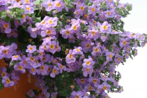 Danziger 2016 New Variety Introductions