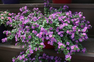 Danziger 2016 New Variety Introductions