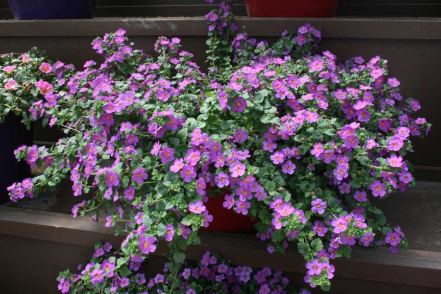 Danziger 2016 New Variety Introductions