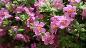 Kick Spring Sales Up A Notch With 20 New Plant Introductions For 2017