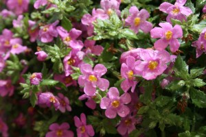 Bacopa (Sutera) 'MegaCopa Pink' (Ball FloraPlant)