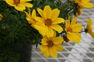 Bee bidens