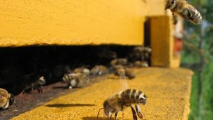 Bee Smackdown: Conflicting Reports Claim Bees Are Bouncing Back And Collapsing