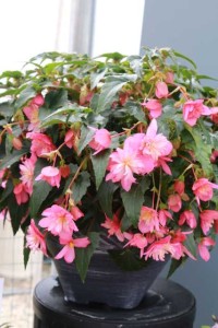 Begonia Double Beaucoup (Green Fuse)