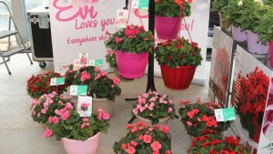 Westhoff, Beekenkamp, PAC-Elsner And Plug Connection Present New Offerings At Floricultura
