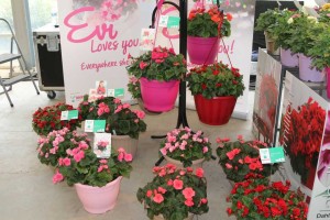Begonia Evi Pink and Evi Bright Pink