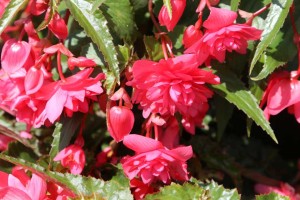 Begonia 'Funky' (Ernst Benary of America)