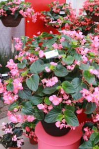 Begonia 'MegaWatt Rose Green Leaf'