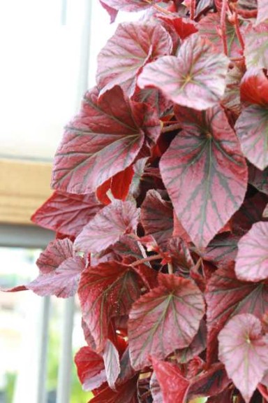 Begonia Revolution Maroon (Terra Nova)
