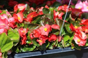 Begonia 'Sprint Plus Orange' (Ernst Benary of America)