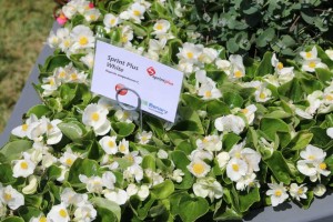 Begonia 'Sprint Plus White' (Ernst Benary of American)