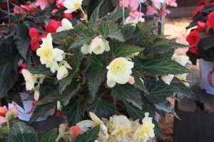 Begonia 'Unbelievable Sweetie Pie' (Dümmen Orange)
