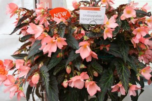 Begonia Unstoppable Upright Salmon