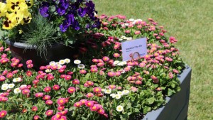 How Fall Can Be About More Than Pansies