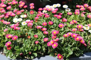 Bellis perennis Speedstar Plus mix